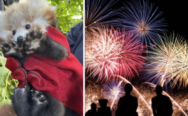 Αλλάξτε τρόπο να γιορτάζετε – Ο ήχος από πυροτεχνήματα σκοτώνει ζώα – Αντιδράσεις στη Σκωτία