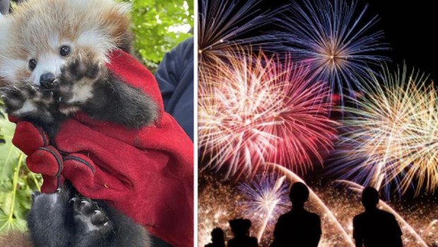 Αλλάξτε τρόπο να γιορτάζετε – Ο ήχος από πυροτεχνήματα σκοτώνει ζώα - Αντιδράσεις στη Σκωτία