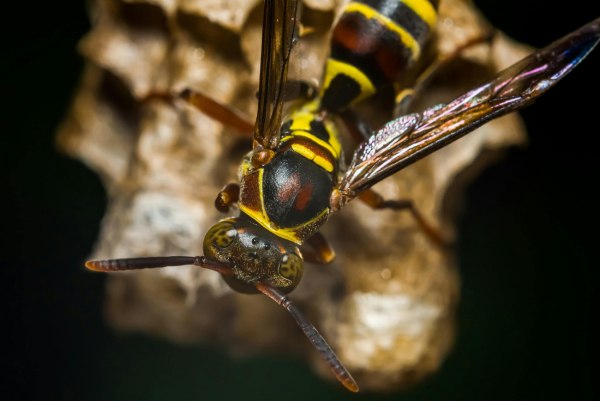 Ραδιενεργή σφηκοφωλιά βρέθηκε σε πρώην εργοστάσιο πυρηνικών όπλων