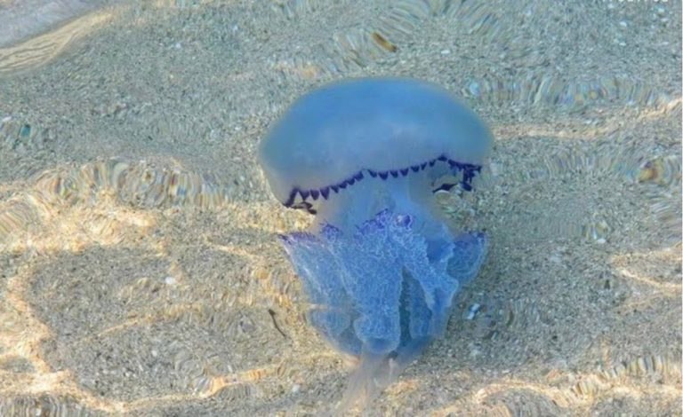 Μωβ μέδουσες: Έξαρση σε Εύβοια και Σποράδες – Τι κάνουμε αν μας τσιμπήσουν