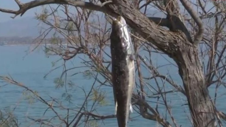 Σαλαμίνα: Λαγοκέφαλοι κρεμάστηκαν από ψαράδες στα δέντρα – Το μήνυμά τους