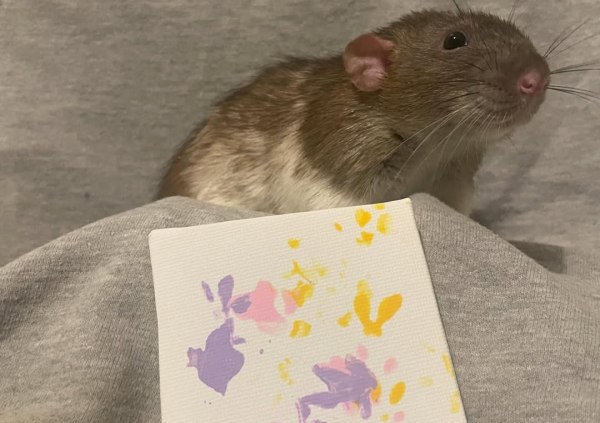 Αφηρημένη τέχνη με ουρές και μουστάκια: Τα έργα των αρουραίων που έδωσαν σε 18χρονη 2000 λίρες