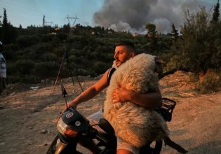 Πάτρα: Χωρίς να το σκεφτεί πήρε αγκαλιά το πρόβατο πάνω στο παπάκι και το έσωσε – Δεν ήταν ο μόνος