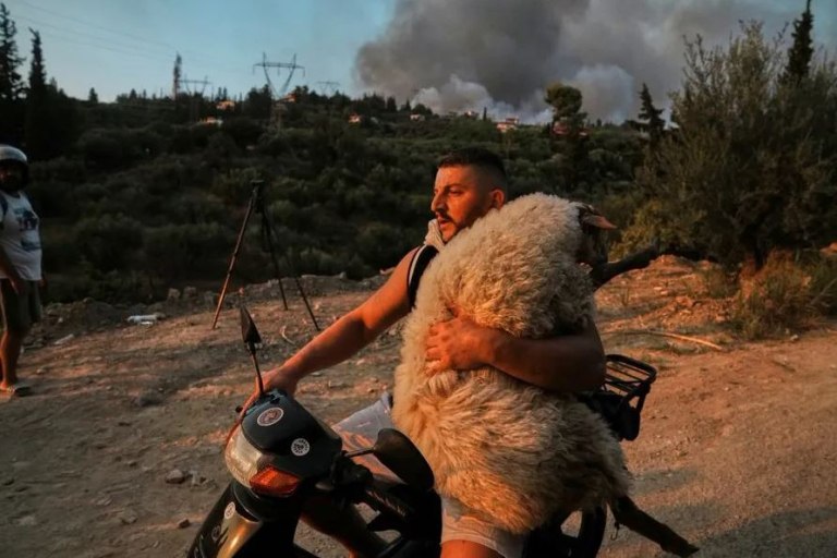 Πάτρα: Χωρίς να το σκεφτεί πήρε αγκαλιά το πρόβατο πάνω στο παπάκι και το έσωσε – Δεν ήταν ο μόνος