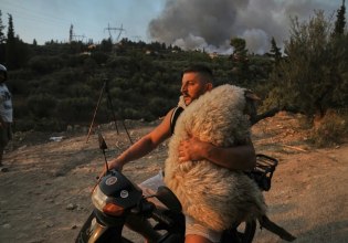 Πάτρα: Μέλπω βάφτισαν το πρόβατο που διασώθηκε με το μηχανάκι – Από τη φωτιά, σε φάρμα vegan