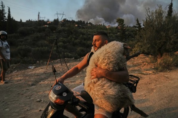 Πάτρα: Μέλπω βάφτισαν το πρόβατο που διασώθηκε με το μηχανάκι – Από τη φωτιά, σε φάρμα vegan