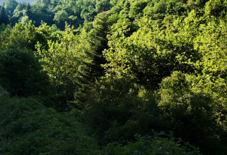 Σύλληψη 50χρονου στην Πεντέλη – Δούλευε τροχό κοντά σε δασική έκταση