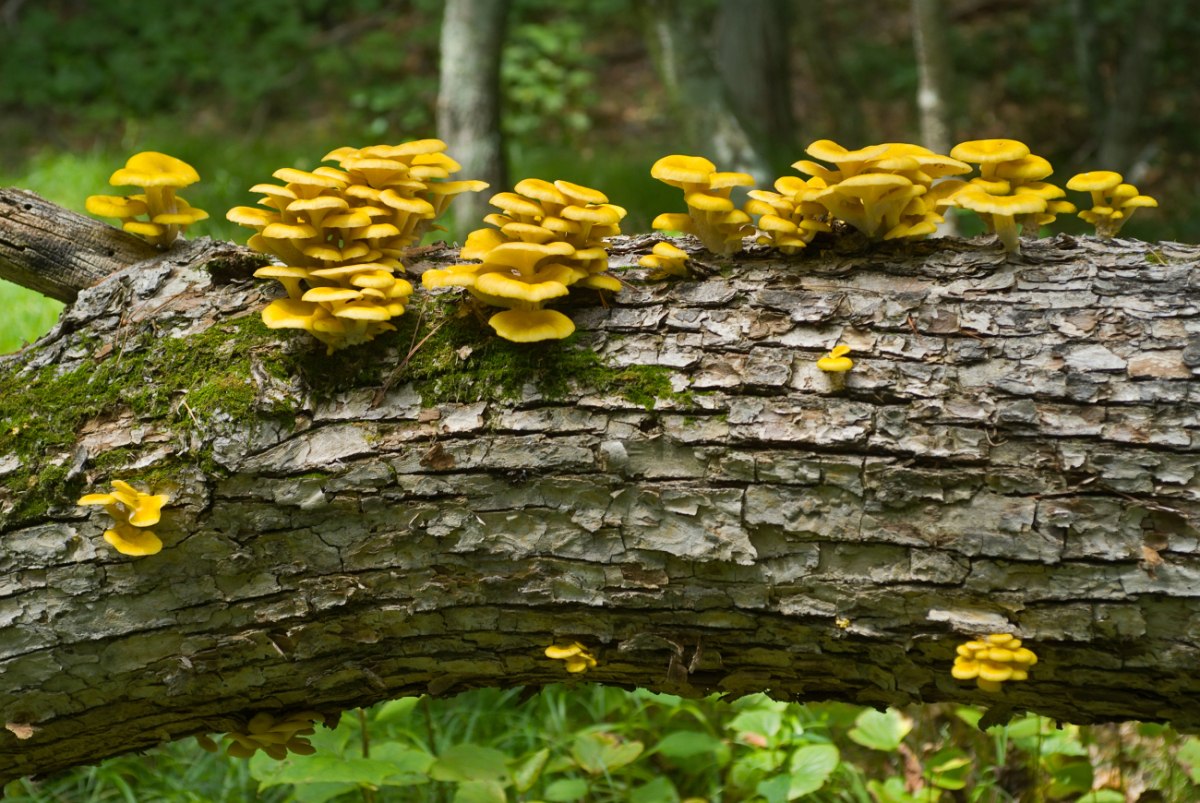 Μανιτάρια πλευρώτους το έσκασαν από την κουζίνα και κατακτούν την Αμερική