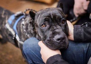 Θεσσαλονίκη: Στο αυτόφωρο 40χρονος μετά από καταγγελία ότι κακοποίησε τον σκύλο του