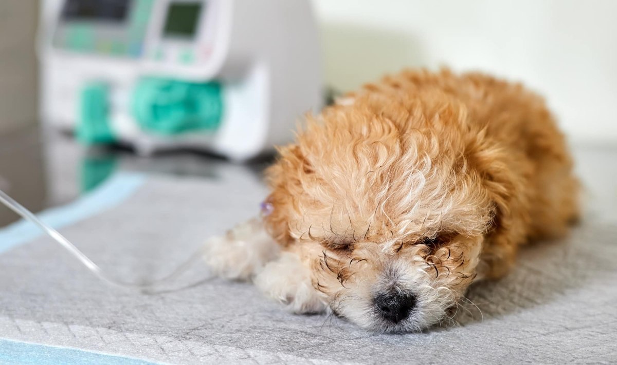 Εμβόλιο-σωτηρία για τους σκύλους