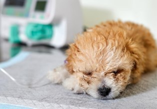 Εμβόλιο-σωτηρία για τους σκύλους