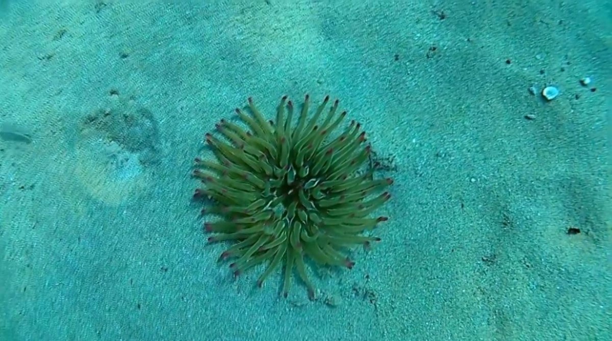 Σύρος: Στο νοσοκομείο παιδί έπειτα από τσίμπημα θαλάσσιας ανεμώνης