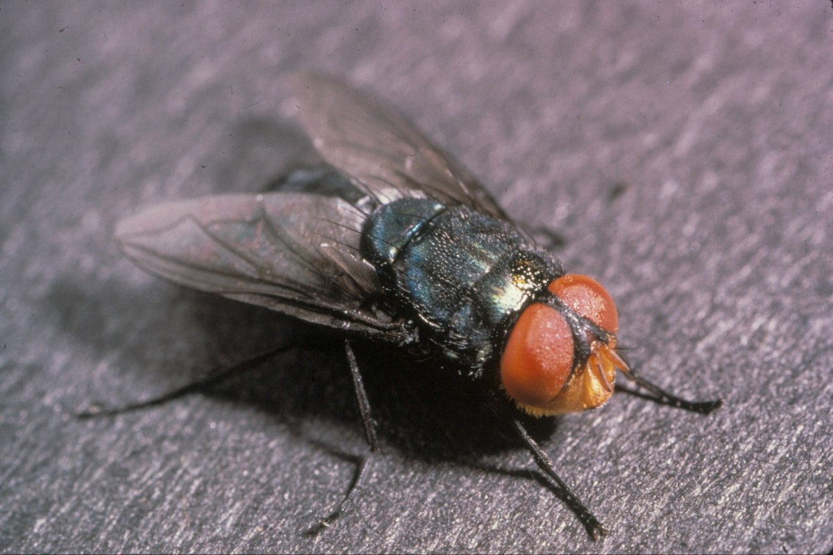 Η παρασιτική μύγα θα μπορούσε να «συνθλίψει» τους εκτροφείς βοοειδών, προειδοποίησε η υπουργός Γεωργίας (FAO)