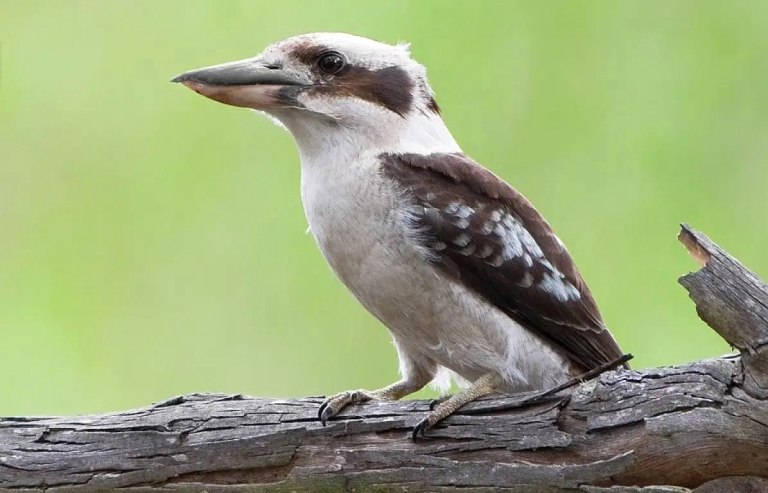 Θηλυκά χρωμοσώματα, αρσενικά χαρακτηριστικά – Η «αντιστροφή φύλου» είναι συχνή στα πτηνά