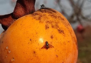 Στειρωμένα έντομα για να… κόψουν τα φτερά της μεσογειακής μύγας – Προστασία της ευρωπαϊκής γεωργίας