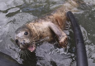 Φώκια «έκοβε» βόλτες σε παραλία της Εύβοιας [Βίντεο]