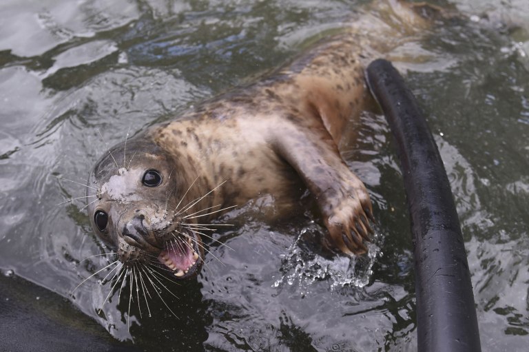 Φώκια «έκοβε» βόλτες σε παραλία της Εύβοιας [Βίντεο]