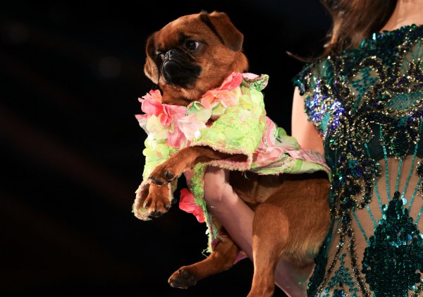 Εβδομάδα μόδας Νέας Υόρκης: Υψηλή ραπτική για τετράποδα και couture ενσυναίσθηση – «Όχι άλλη κακοποίηση» 