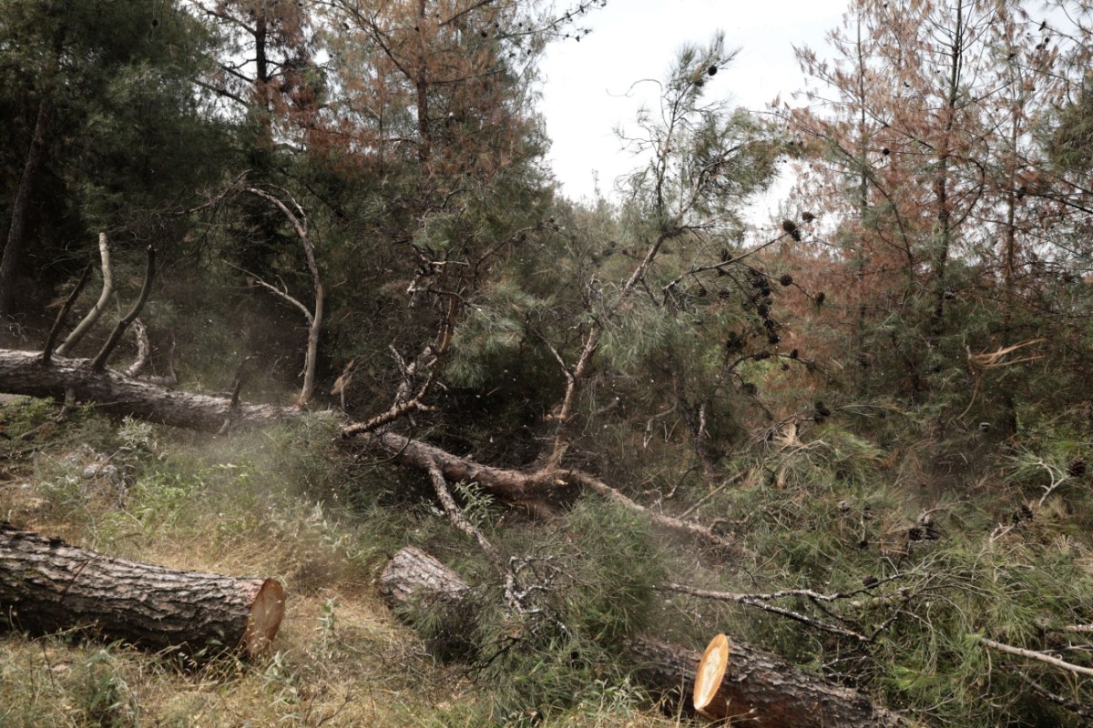 Μέτσοβο: Υλοτόμος τραυματίστηκε θανάσιμα από πτώση μεγάλων κλαδιών κατά την κοπή δέντρων