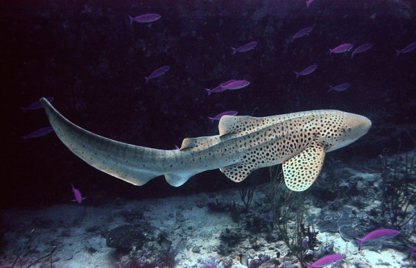 Καρχαρίες ζέβρες βιντεοσκοπήθηκαν για πρώτη φορά να ζευγαρώνουν – Και ήταν τρίο