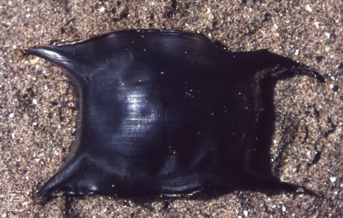 Τα αβγά των σαλαχιών περιβάλλονται από σκληρές κάψες ( Dr Mary Gillham Archive Project)