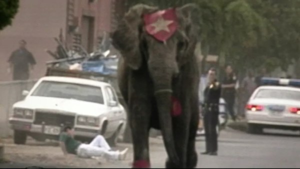 Η τραγωδία της Tyke: Ο θάνατος ενός ελέφαντα και η αλήθεια για την κακοποίηση ζώων στα τσίρκα