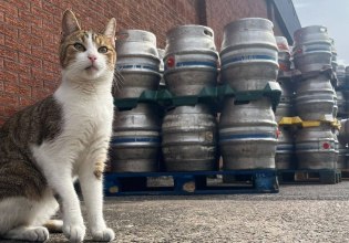 Γάτος το «σκάει» από το σπίτι του και διανύει 50 χιλιόμετρα για να πάει σε μια παμπ – Έναν μήνα μετά το κάνει ξανά