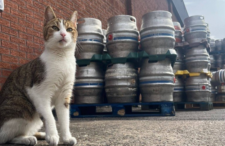 Γάτος το «σκάει» από το σπίτι του και διανύει 50 χιλιόμετρα για να πάει σε μια παμπ – Έναν μήνα μετά το κάνει ξανά