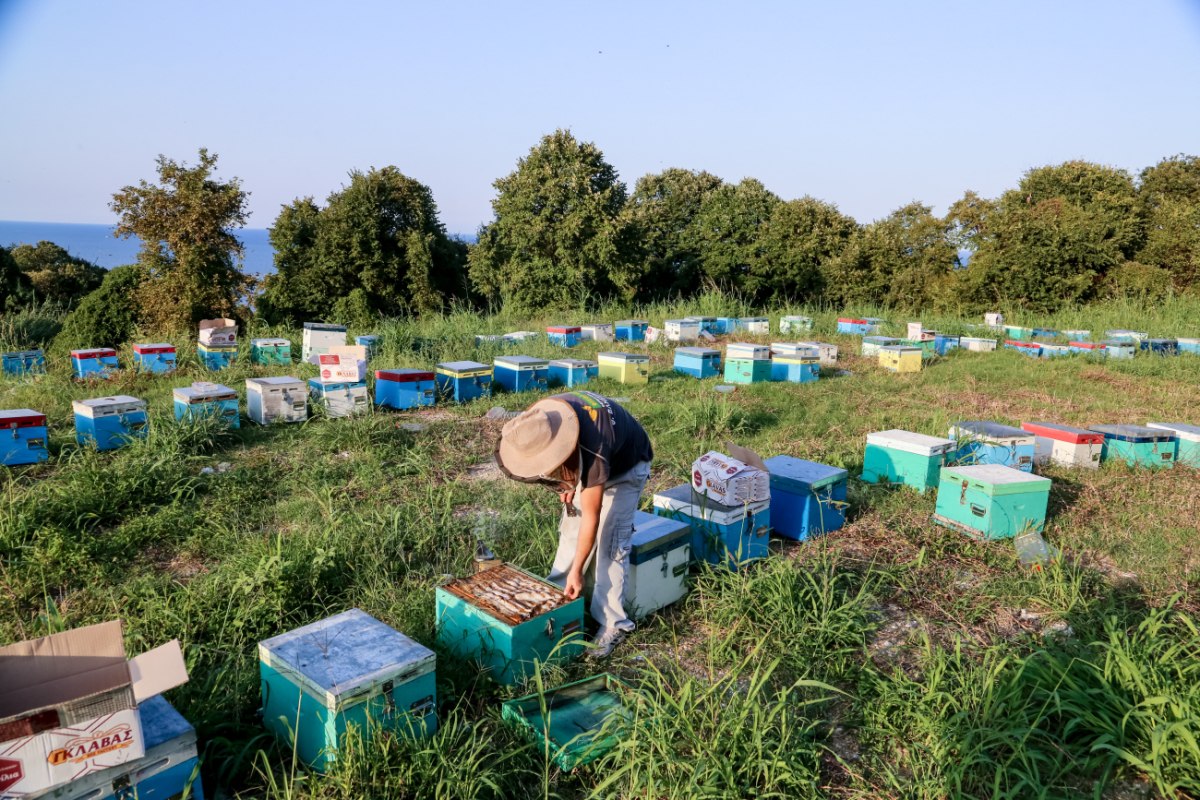 Κόκκαλης: Αδικία και εμπαιγμός σε βάρος των μελισσοκόμων – Η κυβέρνηση έδωσε τα μισά από όσα υποσχέθηκε