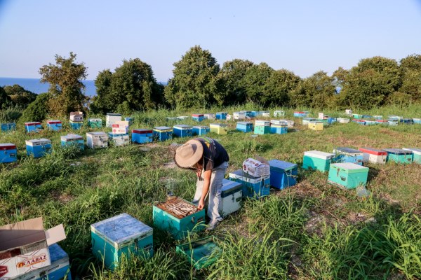 Κόκκαλης: Αδικία και εμπαιγμός σε βάρος των μελισσοκόμων – Η κυβέρνηση έδωσε τα μισά από όσα υποσχέθηκε