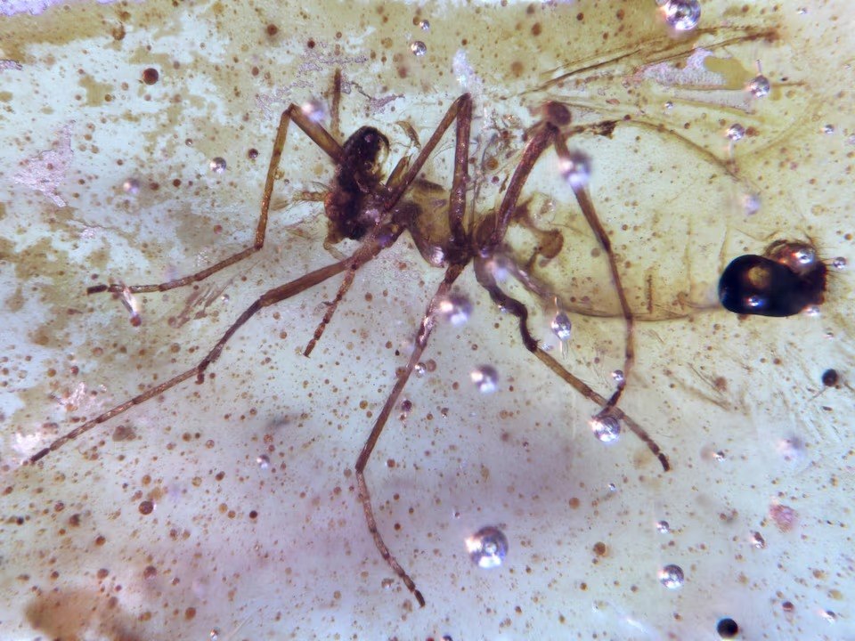 Σκνίπα του είδους Chironomidae (Monica Solorzano-Kraemer)