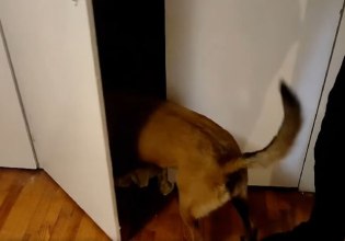 Θεσσαλονίκη: Η στιγμή που ο σκύλος IRIS της ΕΛ.ΑΣ. εντοπίζει κοκαΐνη σε σπίτι