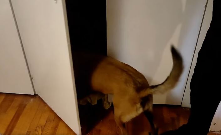 Θεσσαλονίκη: Η στιγμή που ο σκύλος IRIS της ΕΛ.ΑΣ. εντοπίζει κοκαΐνη σε σπίτι