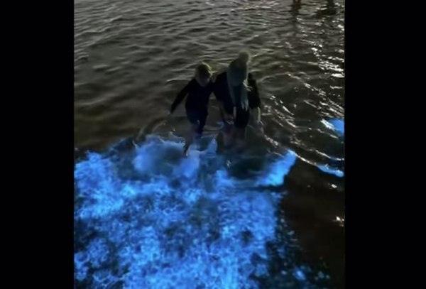 Αυστραλία: «Μαγικά» φύκια φωτίζουν παραλία της Μελβούρνης – Το φυσικό φαινόμενο που χαρίζει ένα λαμπερό θέαμα