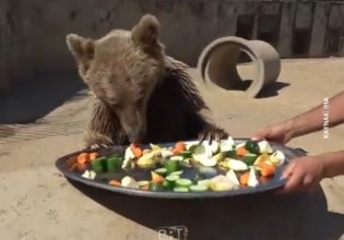 Τουρκία: Αρκούδα έφαγε πολλά φρούτα και κατέληξε στο… νοσοκομείο
