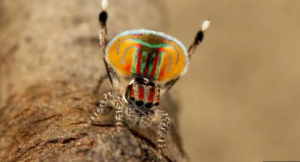 Τι κρύβει το σκοτεινό DNA της αράχνης – παγώνι με τις χορευτικές δεξιότητες