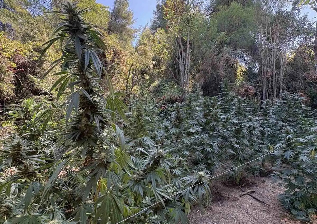 Φθιώτιδα: Εντοπίστηκε φυτεία με δενδρύλλια κάνναβης, ύψους άνω των 3 μέτρων – Συνελήφθη 36χρονος