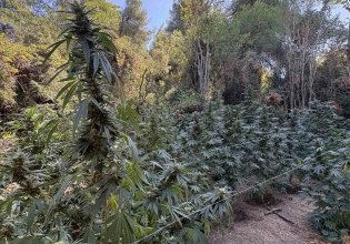 Φθιώτιδα: Εντοπίστηκε φυτεία με δενδρύλλια κάνναβης, ύψους άνω των 3 μέτρων – Συνελήφθη 36χρονος