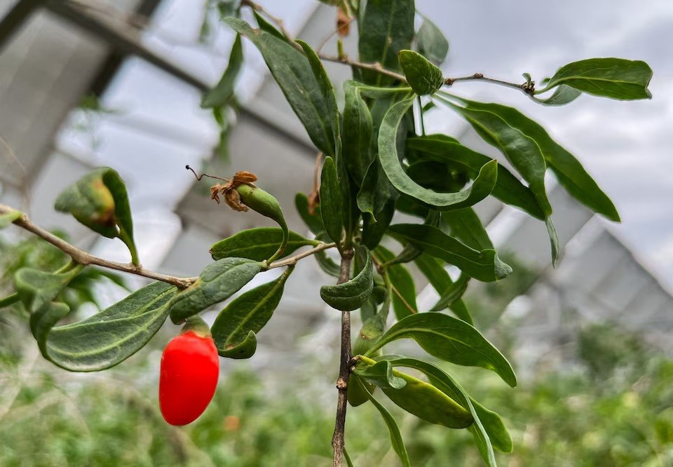 To φυτό του Γκότζι είναι κατάλληλο για την περιοχή λόγω της αντοχής του στην ξηρασία (Reuters)
