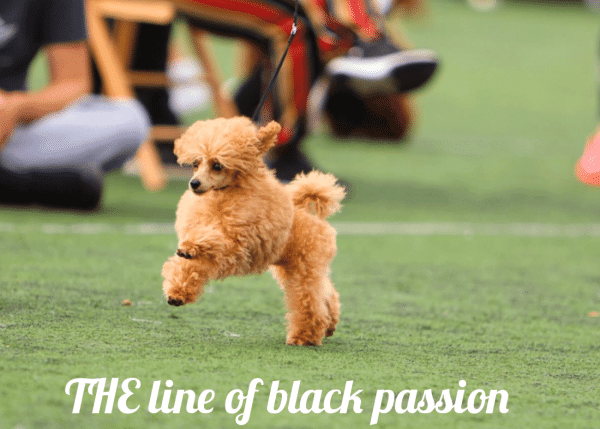 Toy Κανίς: Ένα σκυλάκι «τσέπης» με εξαιρετικό χαρακτήρα