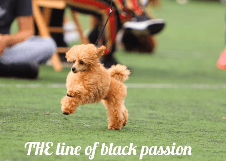 Toy Κανίς: Ένα σκυλάκι «τσέπης» με εξαιρετικό χαρακτήρα