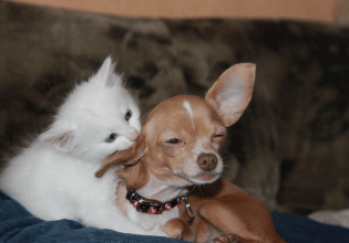 Τι μπορεί να πάθουν ο σκύλος και η γάτα αν τρώνε από το ίδιο μπολ