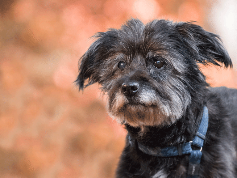 Ο λόγος που ένας σκύλος μπορεί να βγάλει πρόωρα άσπρες τρίχες στη μουσούδα του