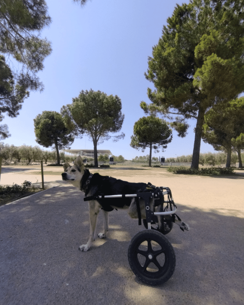 Ο ευτυχισμένος σκυλάκος Τζίμης με το αναπηρικό του αμαξίδιο