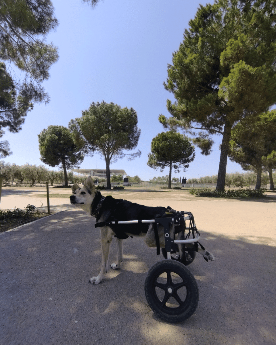 Ο ευτυχισμένος σκυλάκος Τζίμης με το αναπηρικό του αμαξίδιο