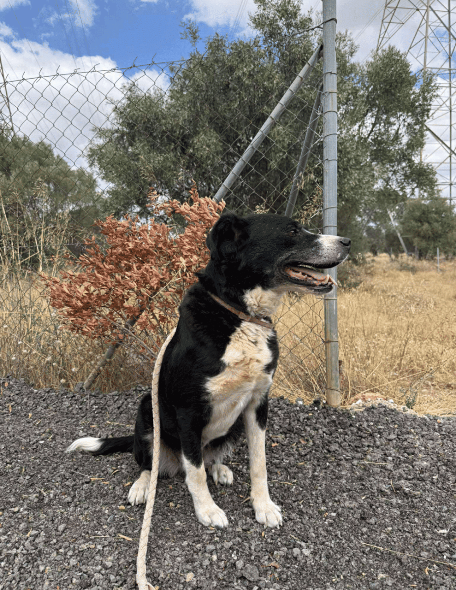 Η ζωή της σκυλίτσας Βlacky δεν ήταν «παραμυθένια» – Εθελοντές στο πλάι της