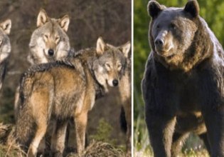 Γιατί άγρια ζώα κατεβαίνουν στις πόλεις, τι δεν πρέπει να κάνουμε – Βίντεο με αρκούδα να κάνει βόλτες στο Νεστόριο