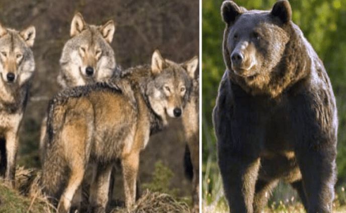 Γιατί άγρια ζώα κατεβαίνουν στις πόλεις, τι δεν πρέπει να κάνουμε – Βίντεο με αρκούδα να κάνει βόλτες στο Νεστόριο