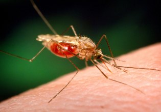 Ιος Δυτικού Νείλου: Οκτώ νέα κρούσματα και 2 θάνατοι από τον ιό του Δυτικού Νείλου