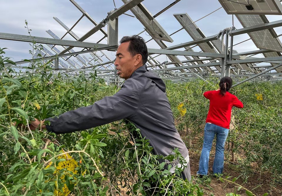 Αγρότες συλλέγουν γκότζι μπέρι κάτω από τα φωτοβολταϊκά πάνελ στο Νινγζιά (Reuters)